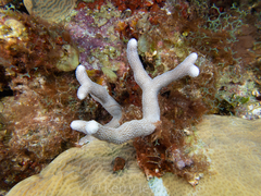 Porites divaricata