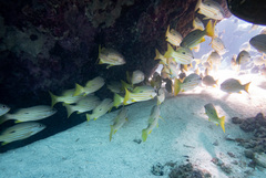 Lutjanus fulviflamma