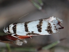 Philobota impletella