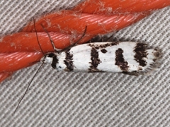 Philobota impletella
