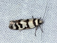 Philobota impletella