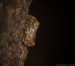 Cotylana angustifrons