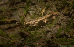 Limnaecia leptomeris