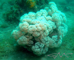 Dendronephthya australis