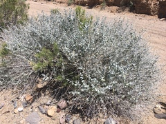 Brickellia incana