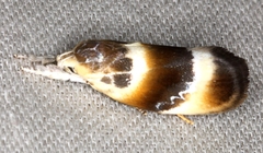 Piloprepes anassa