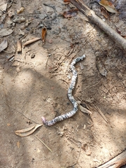 Amphisbaena fuliginosa bassleri