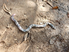 Amphisbaena fuliginosa bassleri