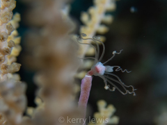 Ralpharia gorgoniae