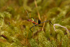 Leptomyrmex rufithorax