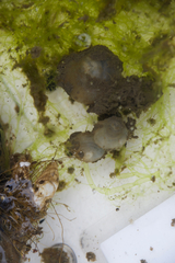 Molgula manhattensis