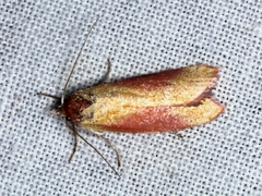 Wingia hesperidella