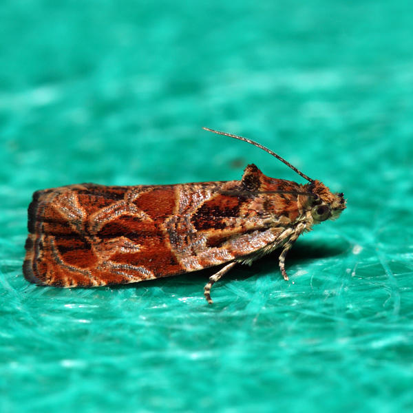 Olethreutes sericoranum