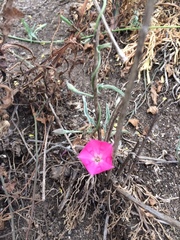 Convolvulus chilensis