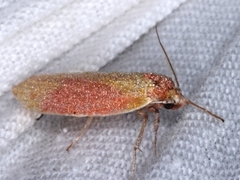 Wingia hesperidella