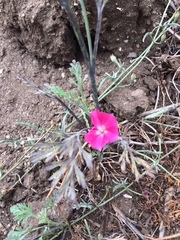 Convolvulus chilensis