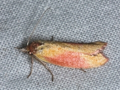 Wingia hesperidella