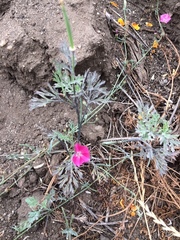 Convolvulus chilensis