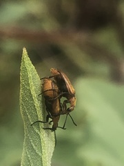 Gnathium minimum