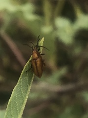 Gnathium minimum
