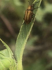 Gnathium minimum