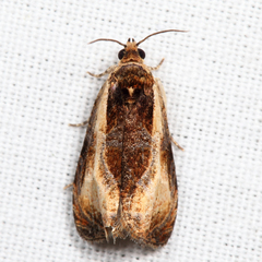 Olethreutes clavana