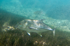 Caranx papuensis