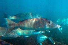Lethrinus olivaceus