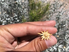 Brickellia incana