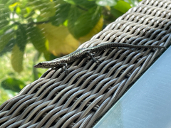 Cryptoblepharus poecilopleurus