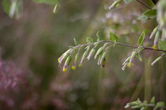 Brickellia secundiflora