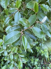 Quadrella jamaicensis