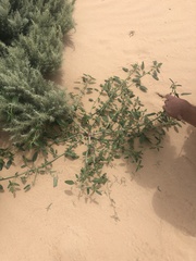Amaranthus arenicola
