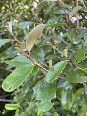 Quadrella jamaicensis