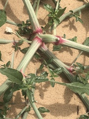 Amaranthus arenicola
