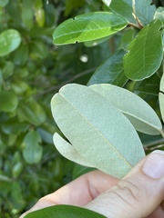 Quadrella jamaicensis