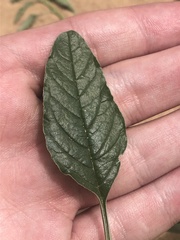 Amaranthus arenicola