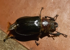 Sphaenognathus alticollis