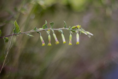 Brickellia secundiflora