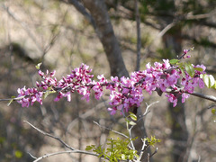 Cercis canadensis texensis