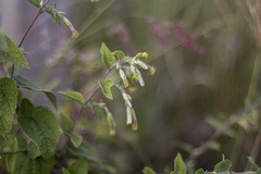 Brickellia secundiflora