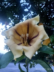 Solandra
