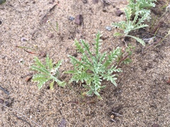 Lessingia germanorum