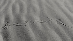 Dipodomys deserti
