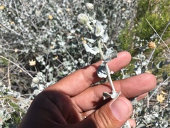 Brickellia incana