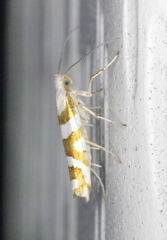 Argyresthia calliphanes