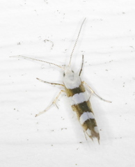 Argyresthia calliphanes