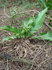 Anthurium paraguayense