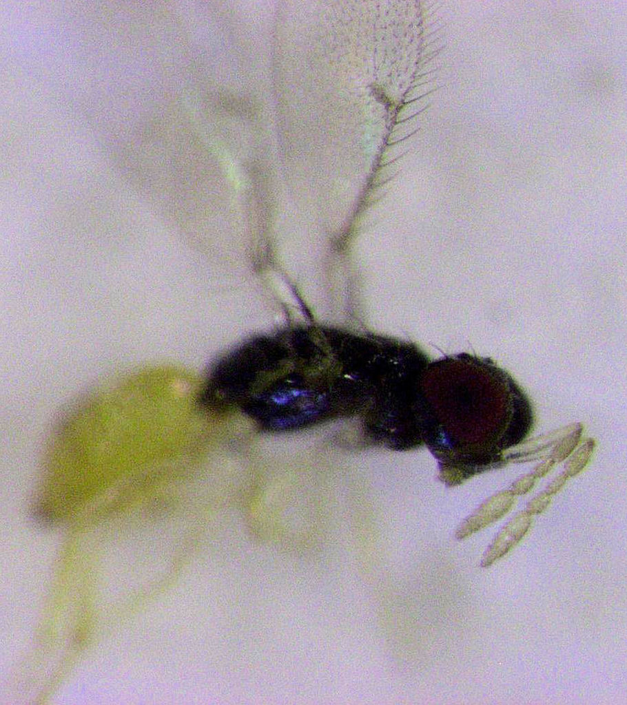 Ceranisus