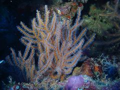 Subergorgia suberosa